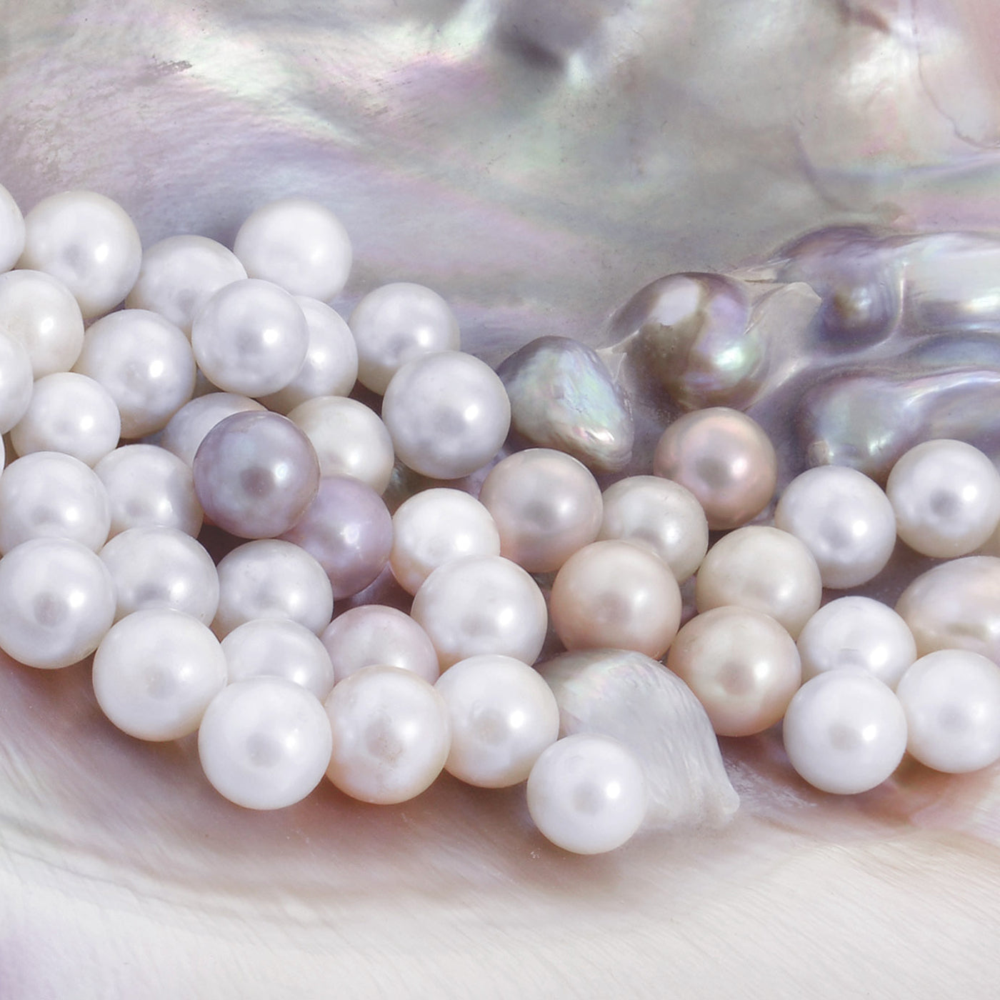 Akoya and Tahitian pearls on a mother of pearl iridescent lined shell.
